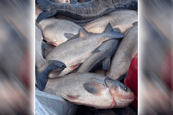 Featured image for “Outdoor News: Minnesota’s Lessard-Sams Outdoor Heritage Council approves $12.1 million for Mississippi River carp barrier”